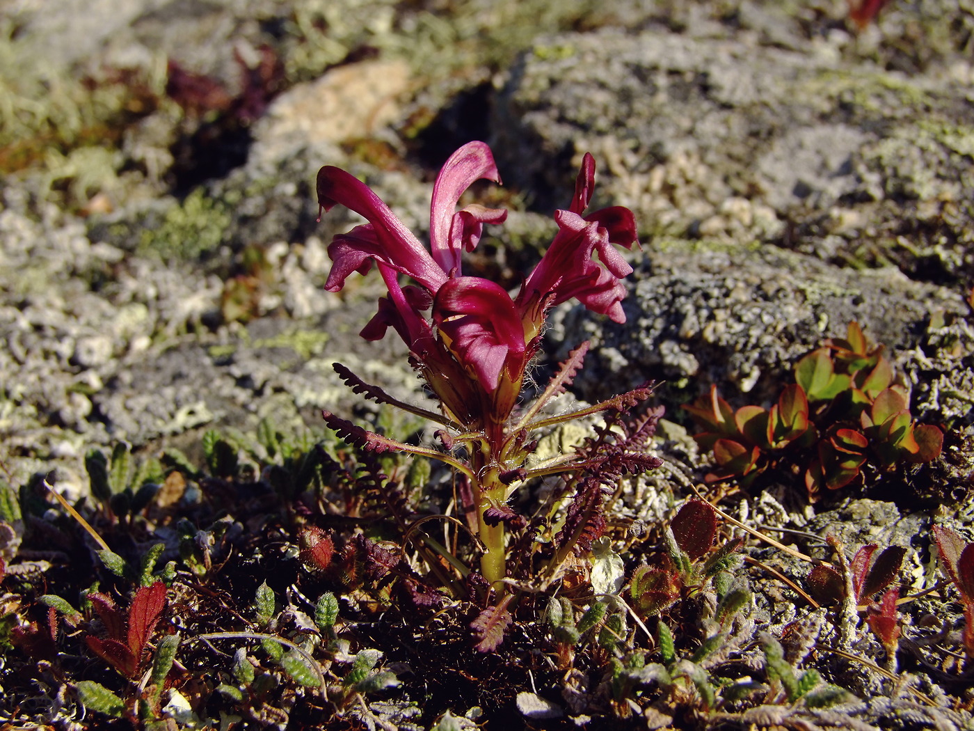 Изображение особи Pedicularis ochotensis.