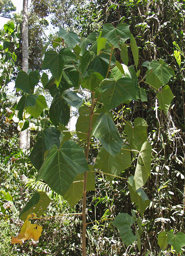 Image of Aleurites rockinghamensis specimen.