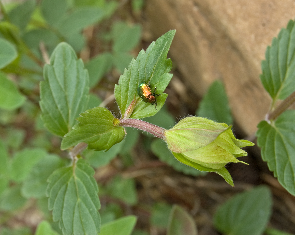 Image of Scutellaria supina specimen.