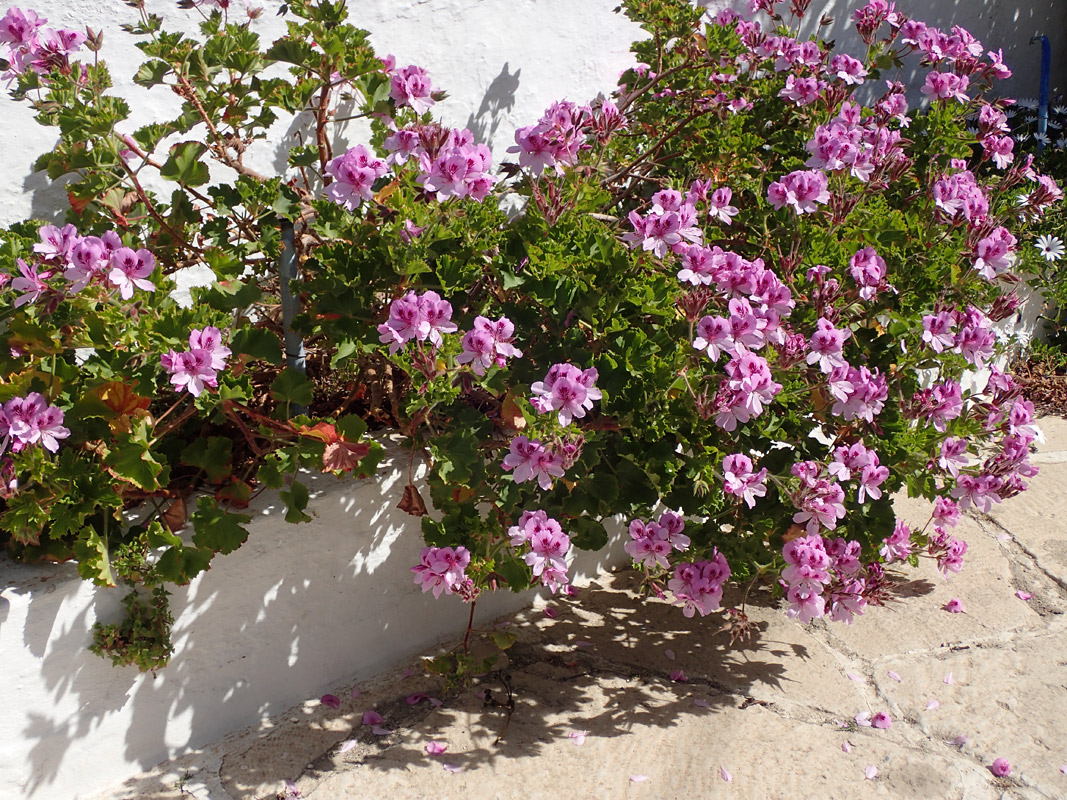 Изображение особи Pelargonium cucullatum.