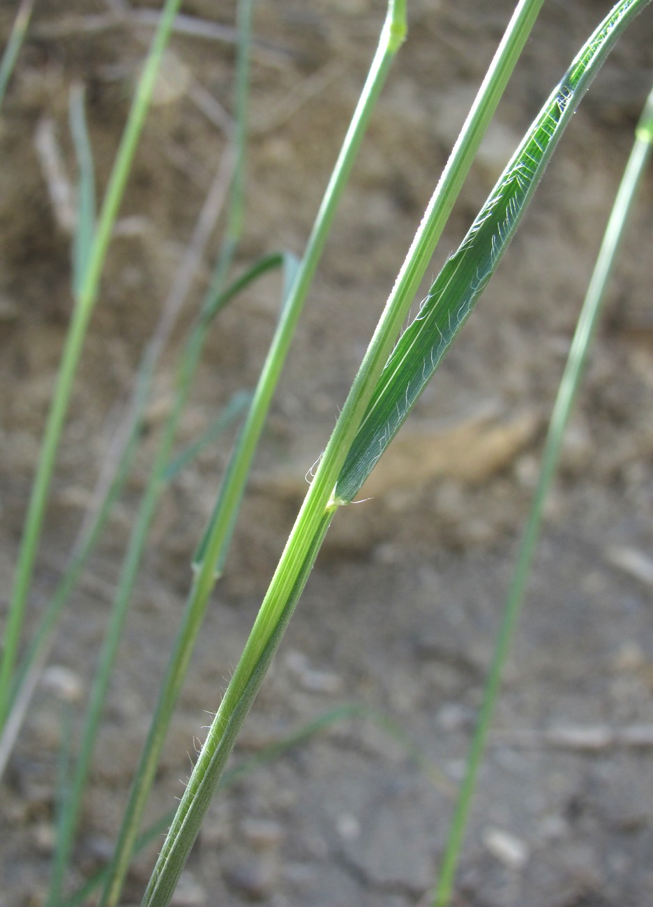 Image of Bromopsis cappadocica specimen.