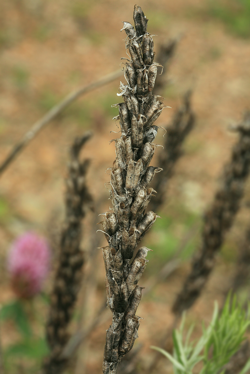 Image of Astragalus adsurgens specimen.