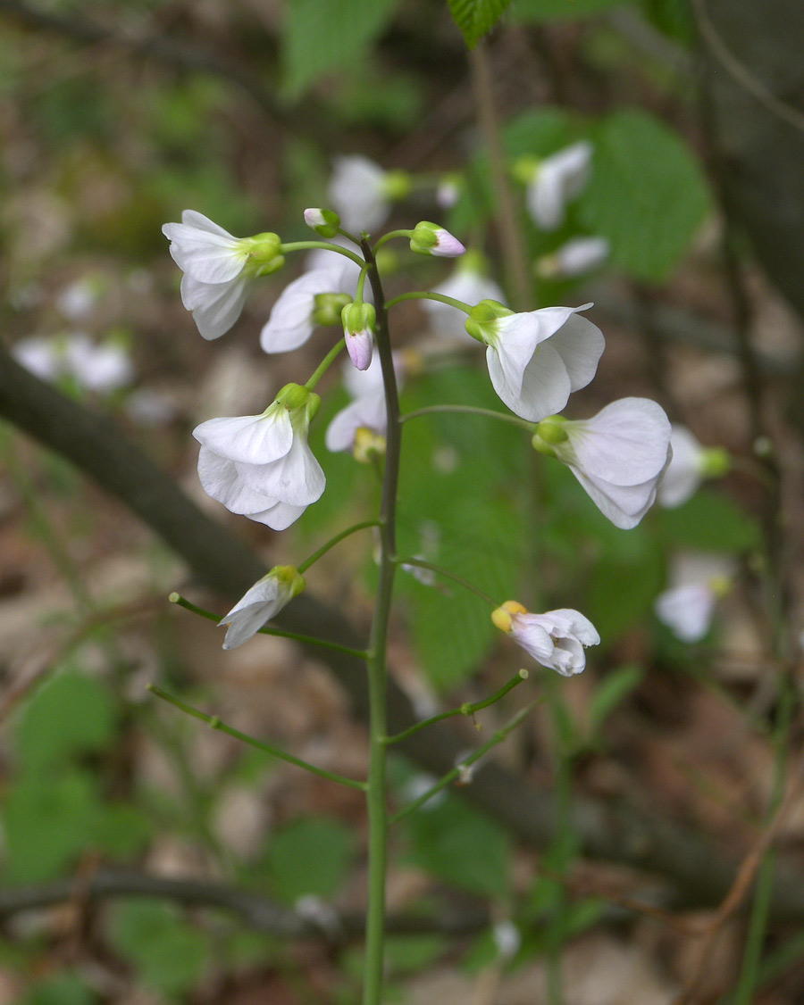 Изображение особи Cardamine lazica.