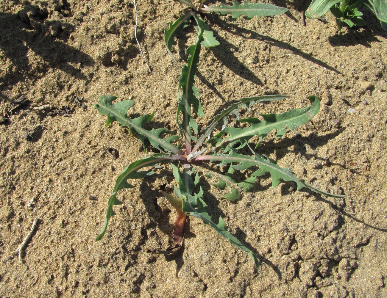 Image of Lactuca tatarica specimen.