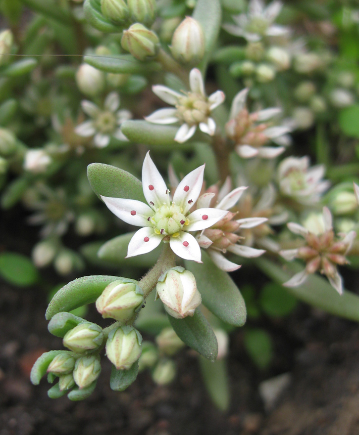 Image of Sedum hispanicum specimen.