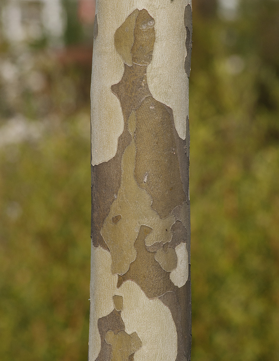 Image of Platanus &times; acerifolia specimen.