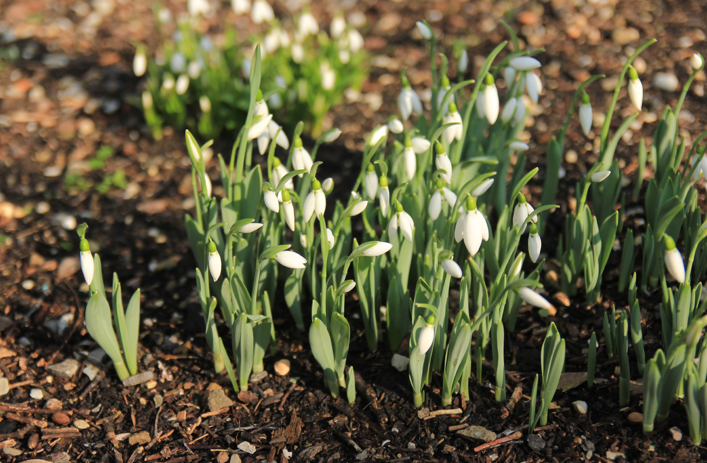 Изображение особи Galanthus elwesii.