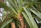 Pandanus utilis