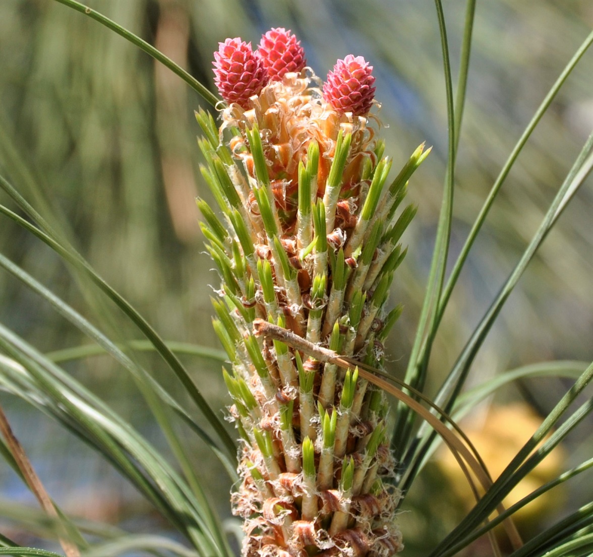 Image of genus Pinus specimen.