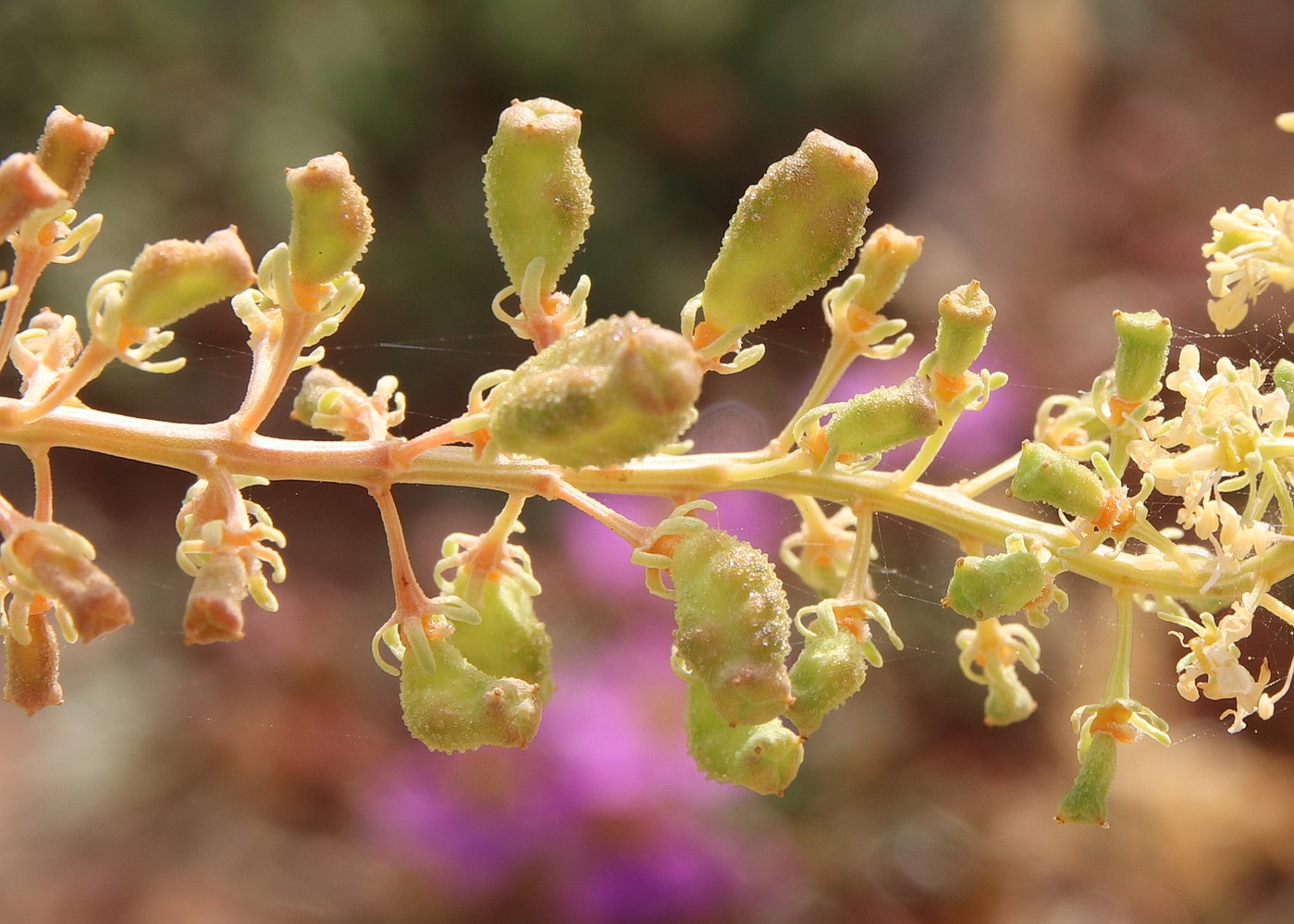 Image of Reseda lutea specimen.