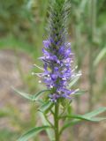 Veronica spicata