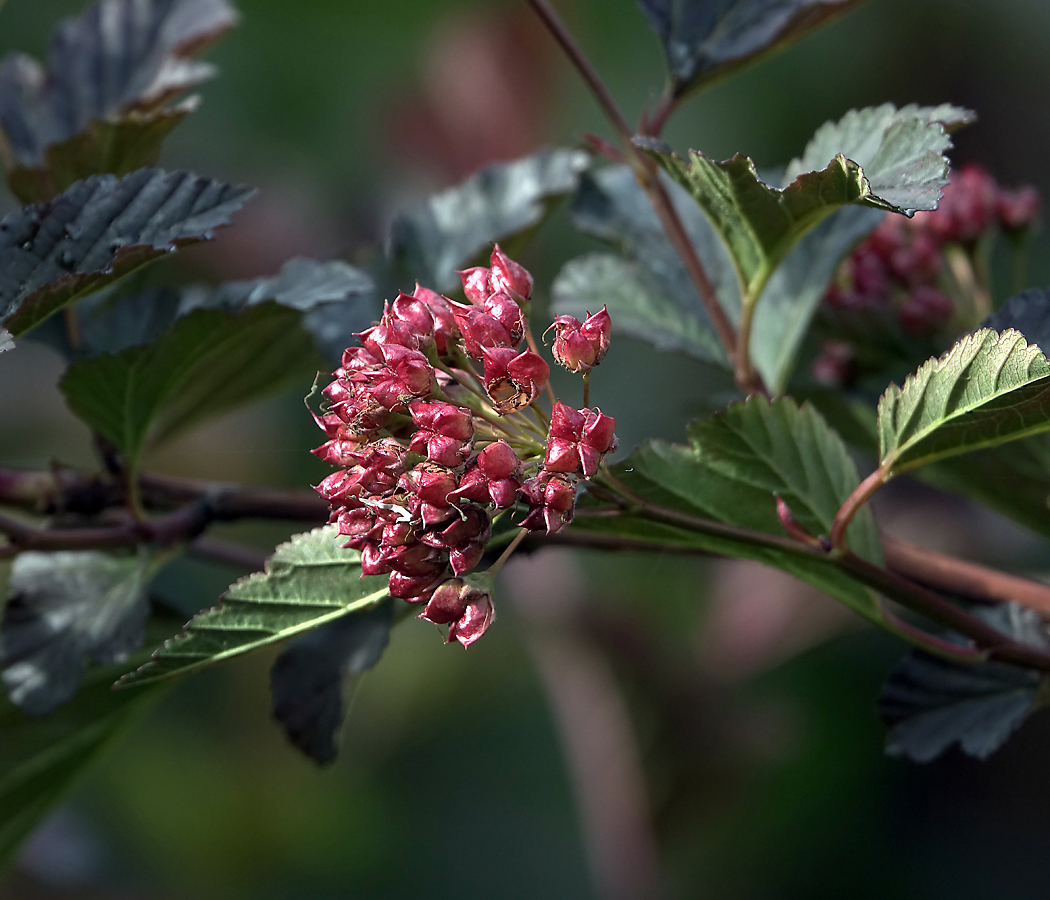 Image of Physocarpus opulifolius specimen.