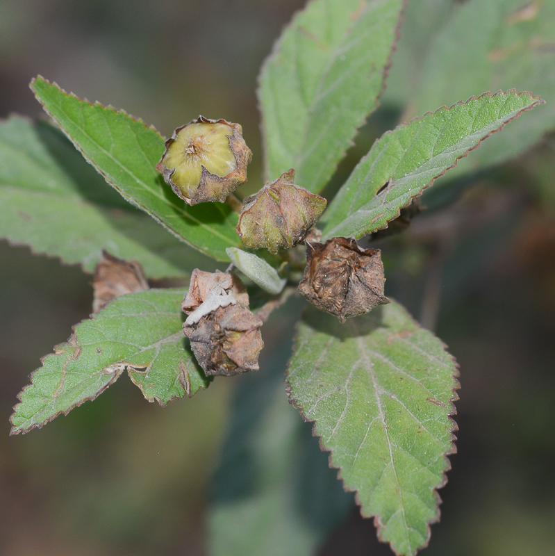 Image of Sida rhombifolia specimen.