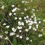 genus Minuartia