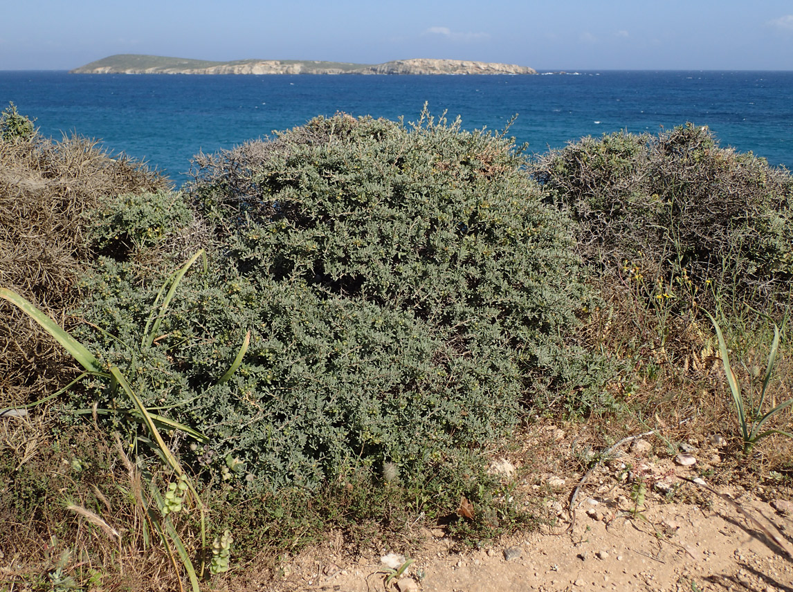 Image of Teucrium brevifolium specimen.