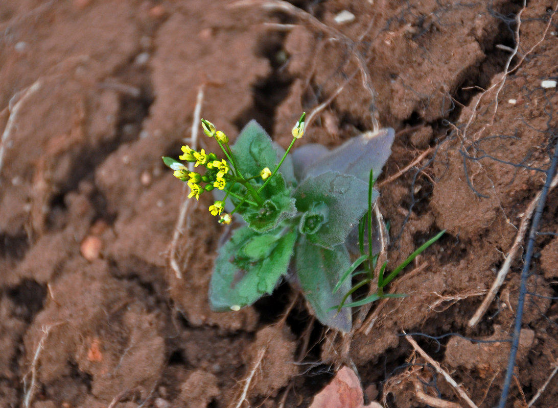 Image of Draba nemorosa specimen.