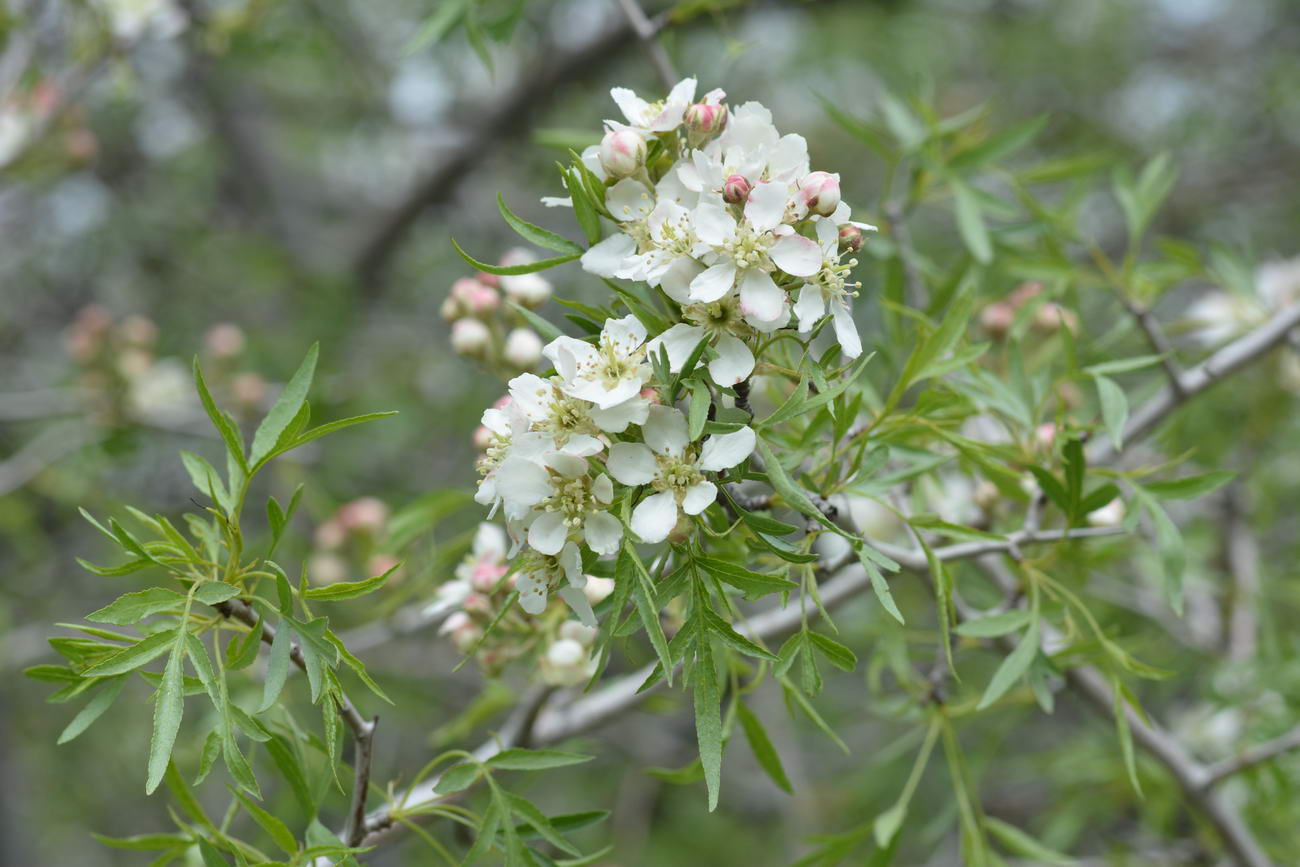 Image of Pyrus regelii specimen.