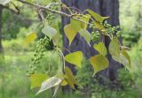 Populus nigra