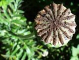 Papaver setiferum