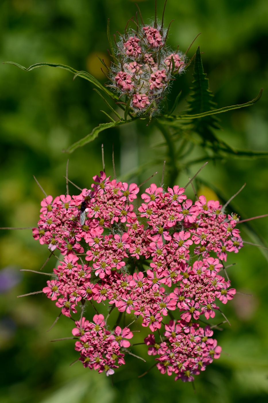 Изображение особи Chaerophyllum rubellum.