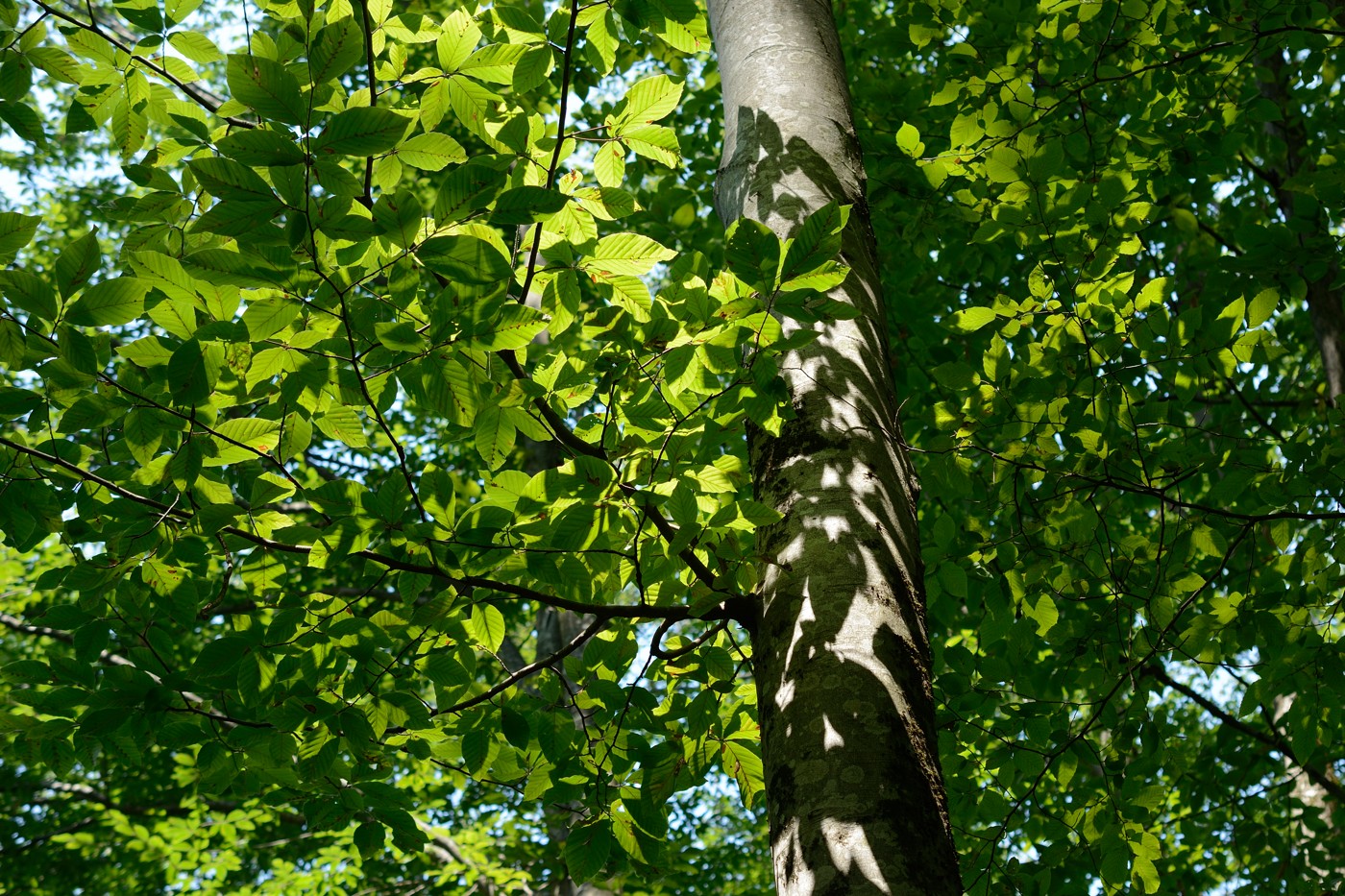 Изображение особи Fagus orientalis.