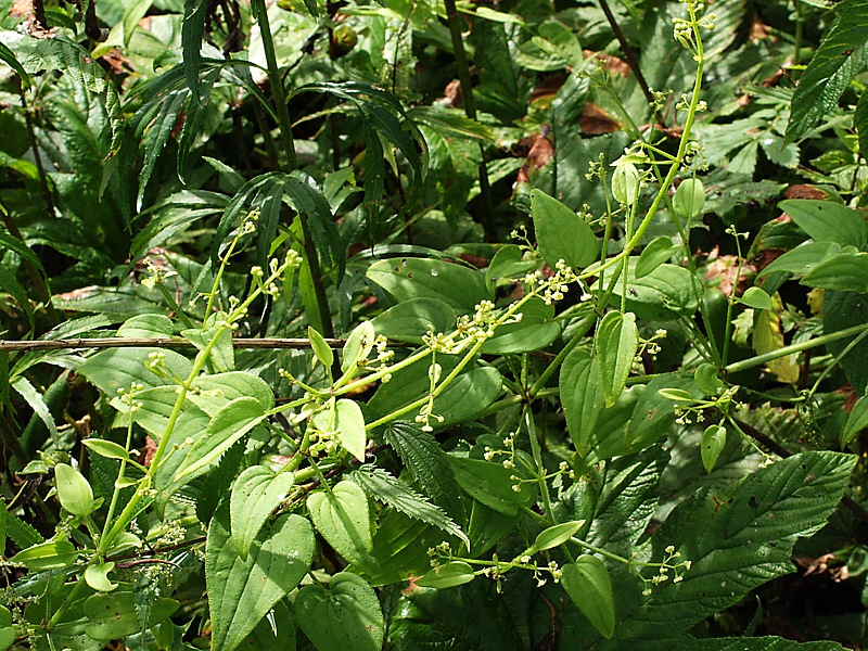 Image of Rubia cordifolia specimen.