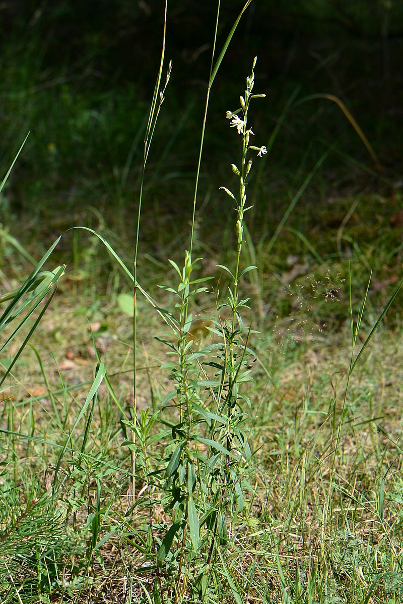 Image of Silene tatarica specimen.