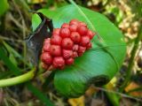 Calla palustris. Соплодие-початок со зрелыми плодами. Чувашия, окрестности г. Шумерля, лесной массив \"Торф\". 8 сентября 2008 г.