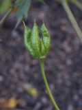 genus Aconitum. Плод. Санкт-Петербург, Ботанический сад БИН РАН, обочина дорожки перед зданием по адресу ул. Профессора Попова, 2Б; под пологом деревьев, в культуре. 11.09.2020.