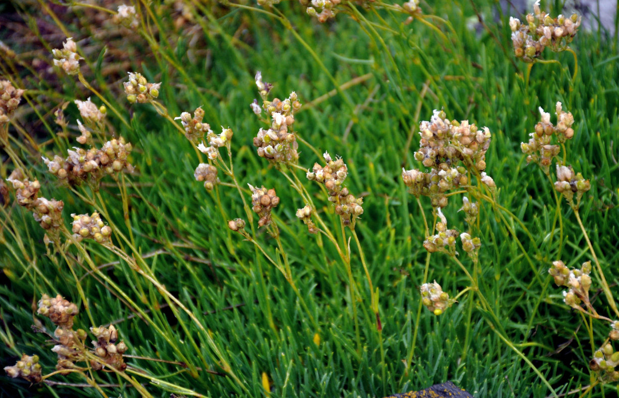 Image of Gypsophila uralensis specimen.