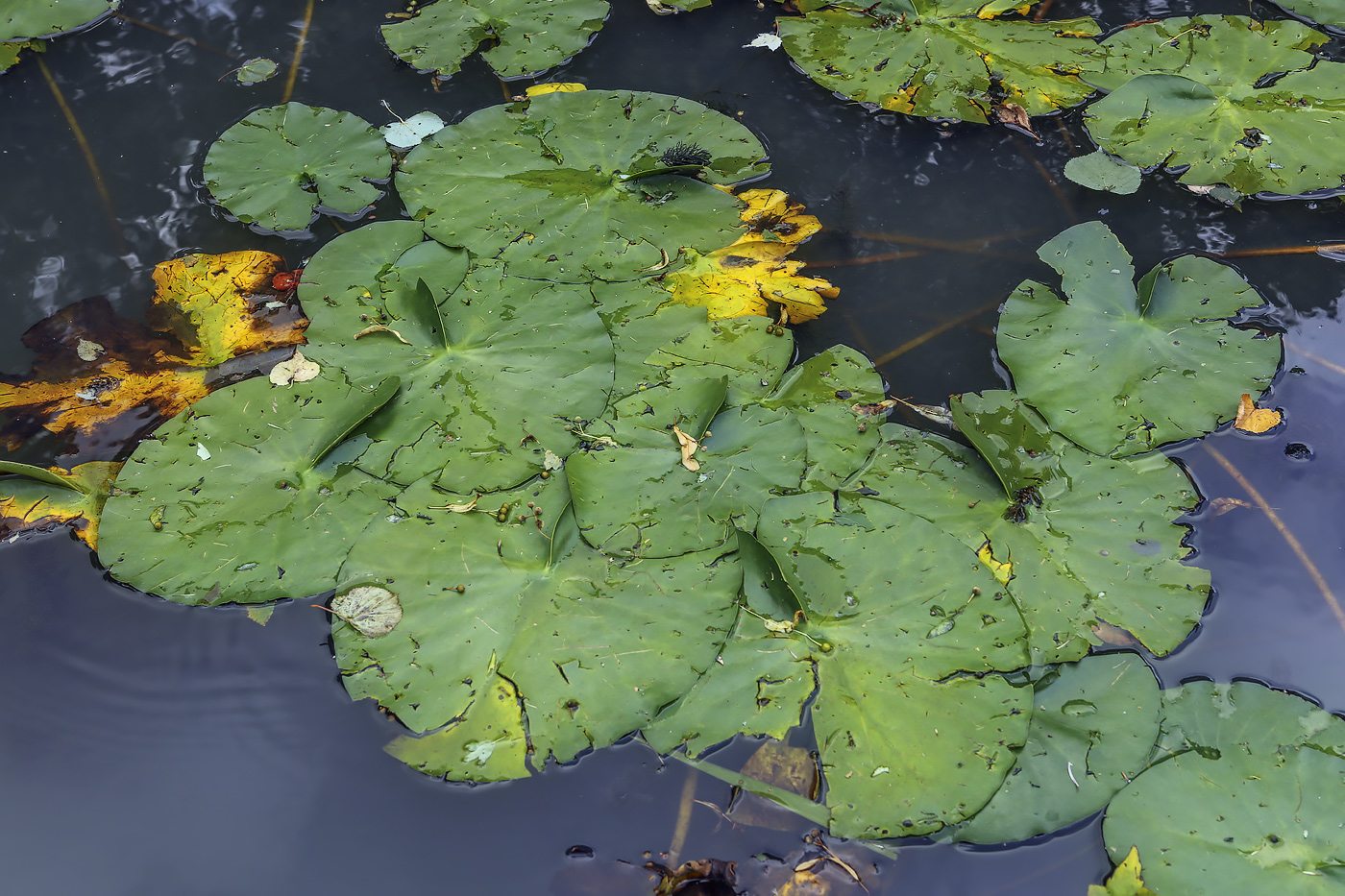 Image of genus Nymphaea specimen.