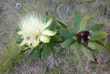 Protea подвид kilimandscharica