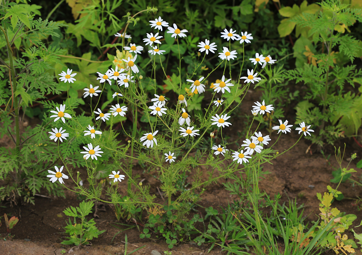 Изображение особи Anthemis cotula.