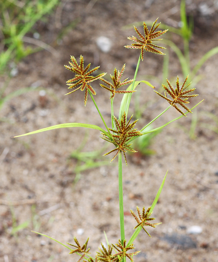 Изображение особи Cyperus amuricus.