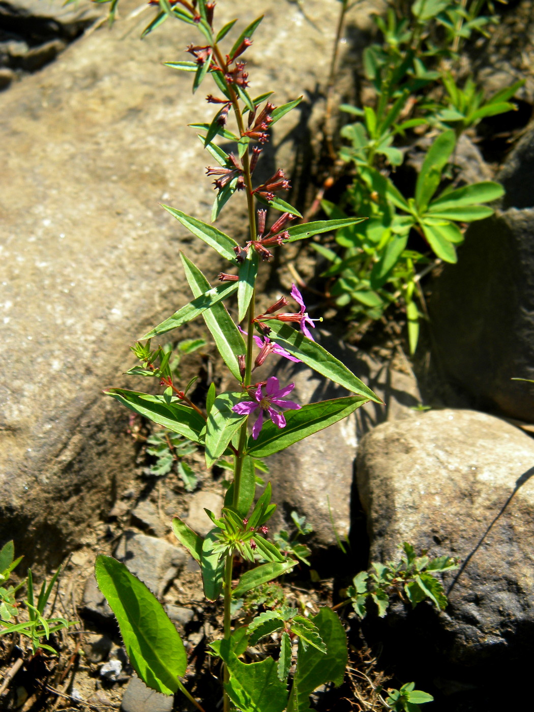 Image of Lythrum virgatum specimen.