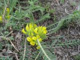 genus Astragalus