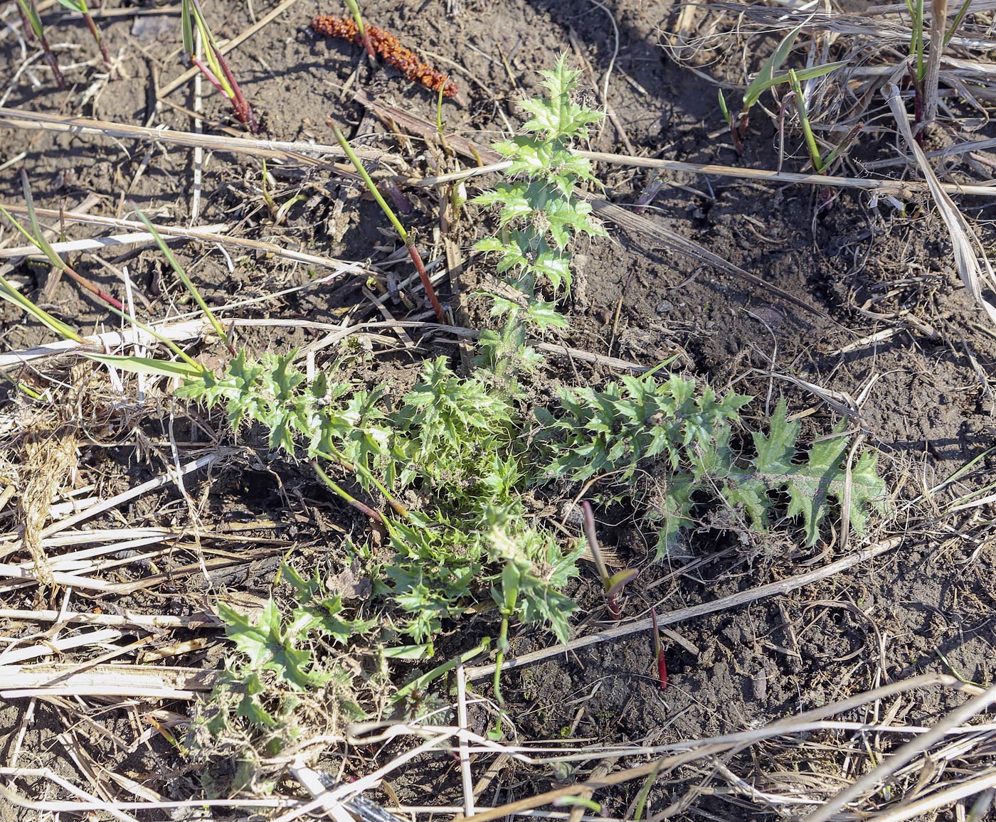 Image of Cirsium vulgare specimen.