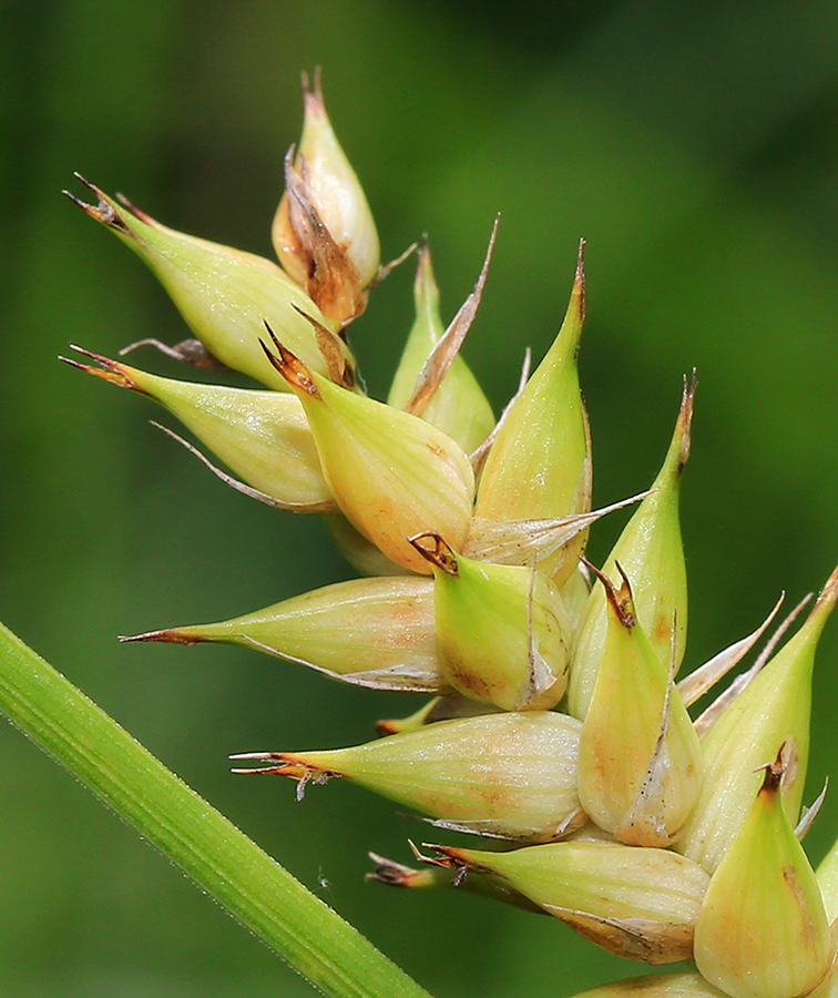 Image of Carex raddei specimen.