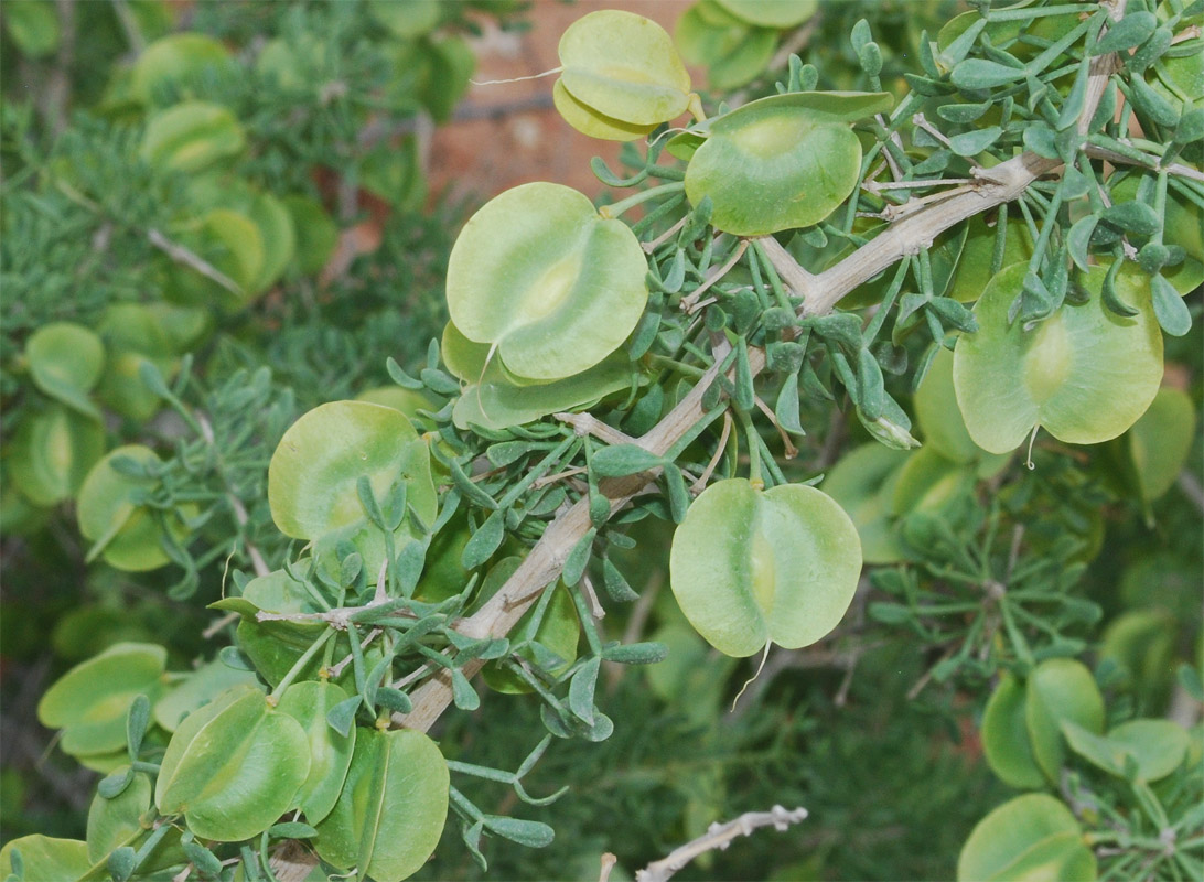 Изображение особи Zygophyllum ferganense.