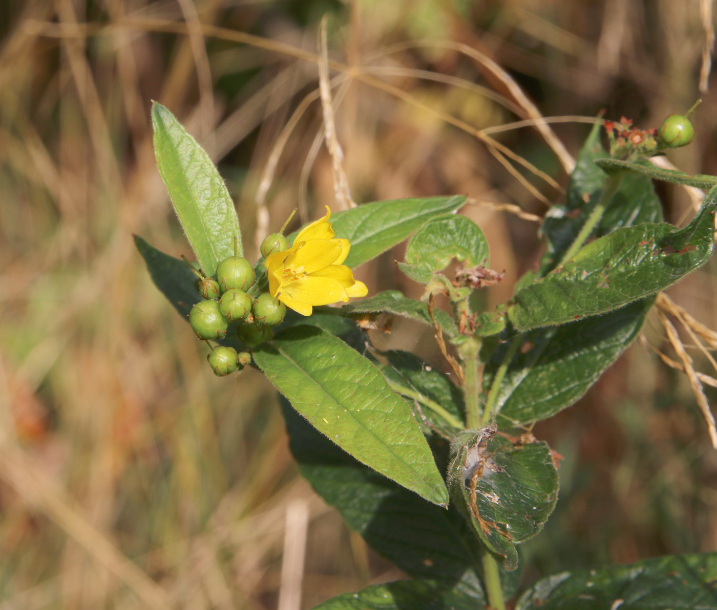 Изображение особи Lysimachia vulgaris.