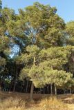 Pinus halepensis. Растения с шишками. Израиль, лес Бен-Шемен. 06.06.2020.