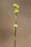 Gypsophila glomerata