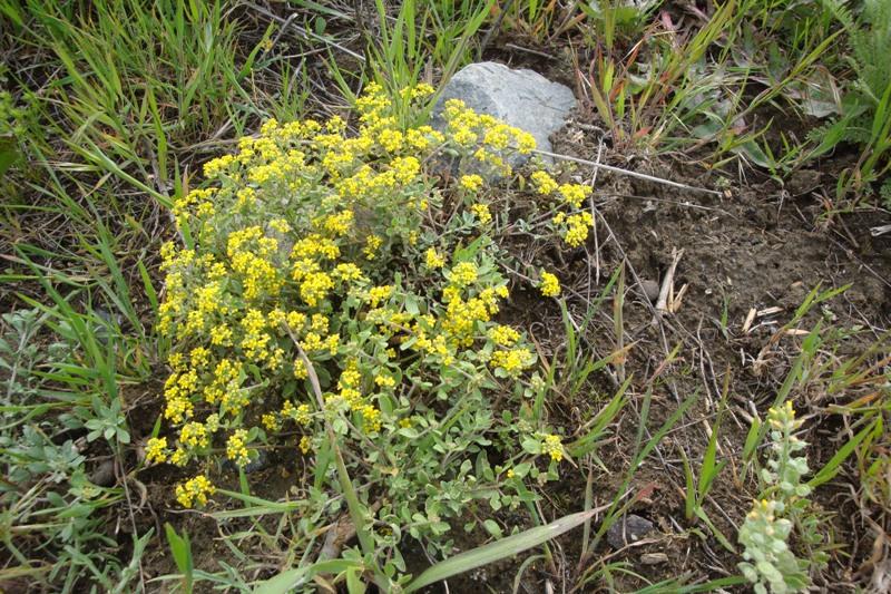 Image of genus Alyssum specimen.