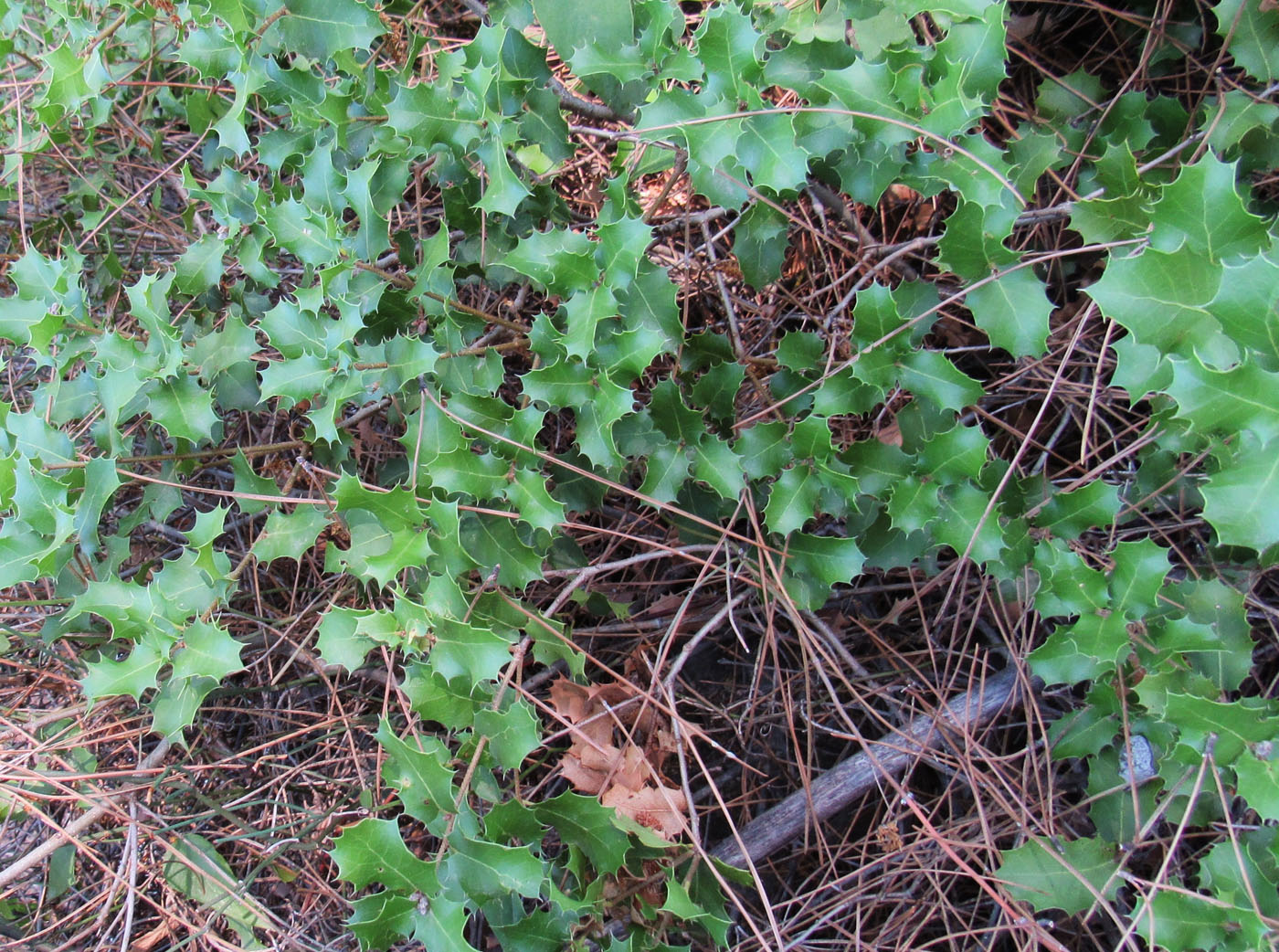 Изображение особи Quercus coccifera.