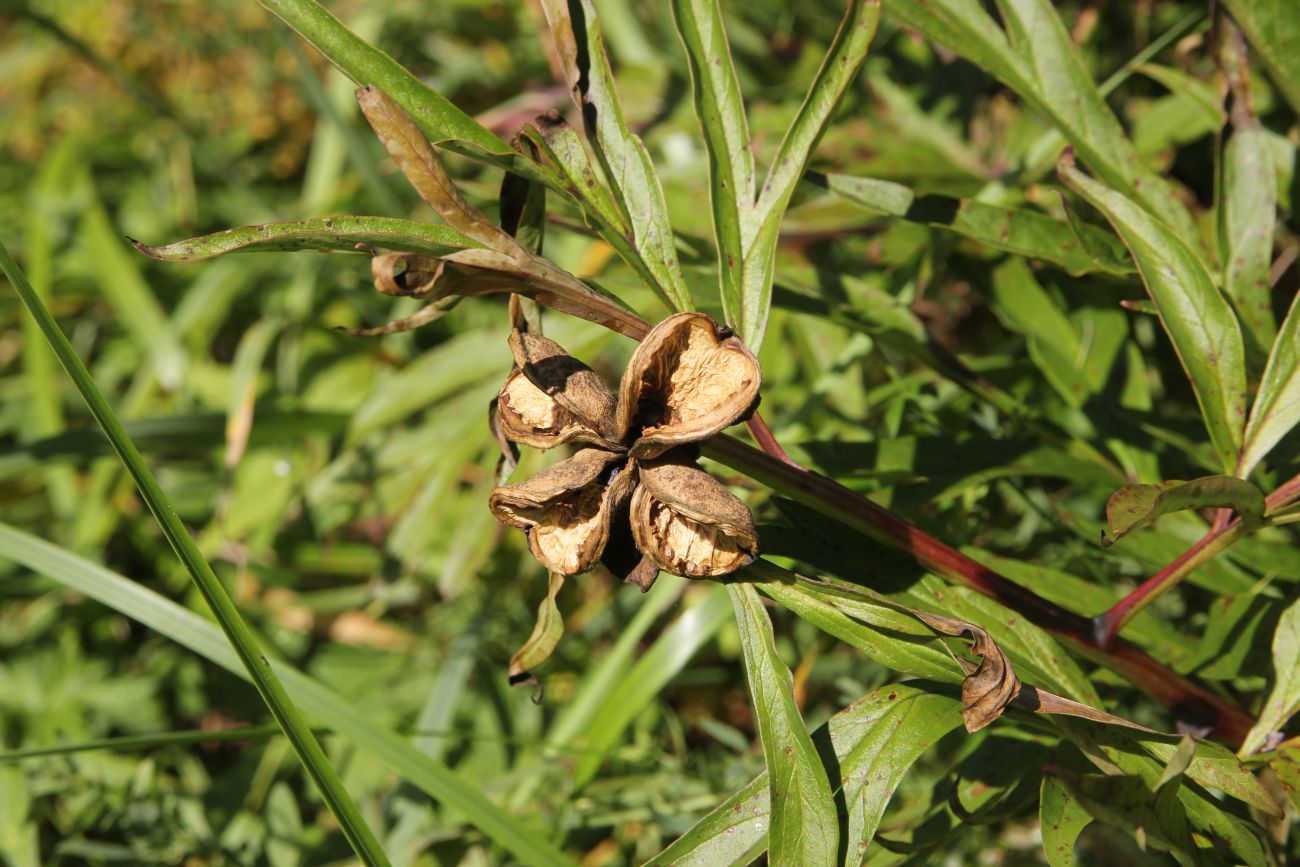 Image of Paeonia intermedia specimen.