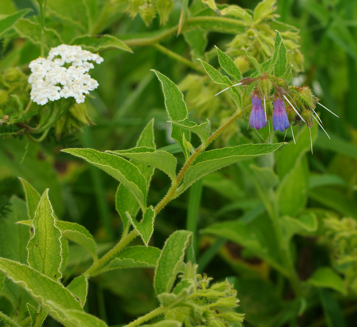 Image of Symphytum asperum specimen.