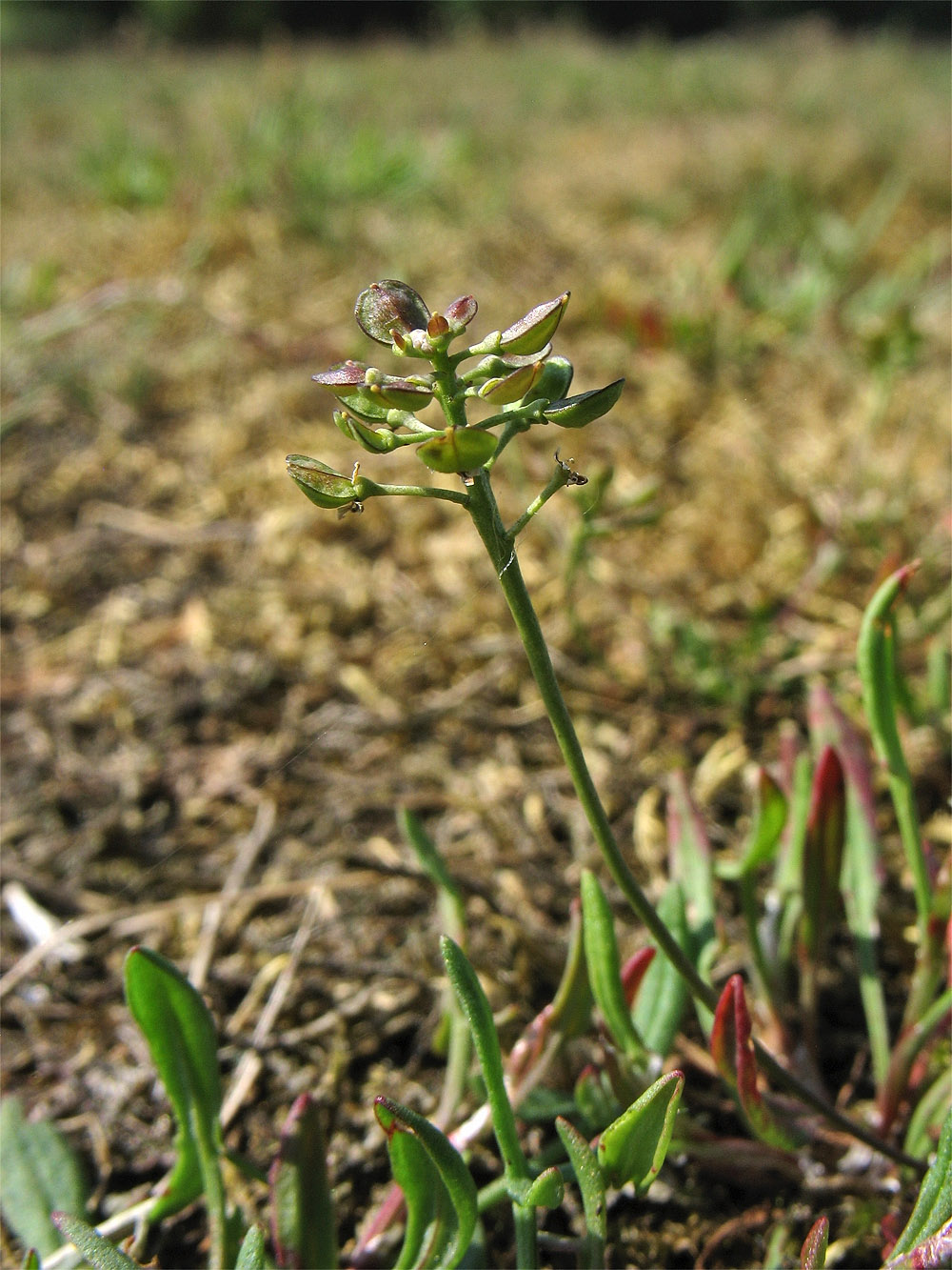 Image of Teesdalia nudicaulis specimen.