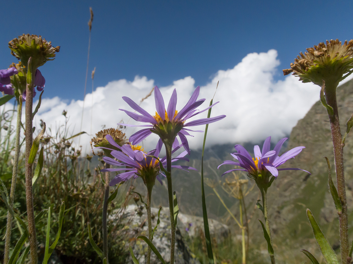 Изображение особи Aster alpinus.