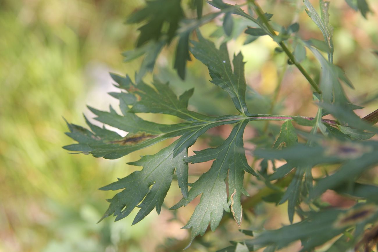 Image of Artemisia vulgaris specimen.