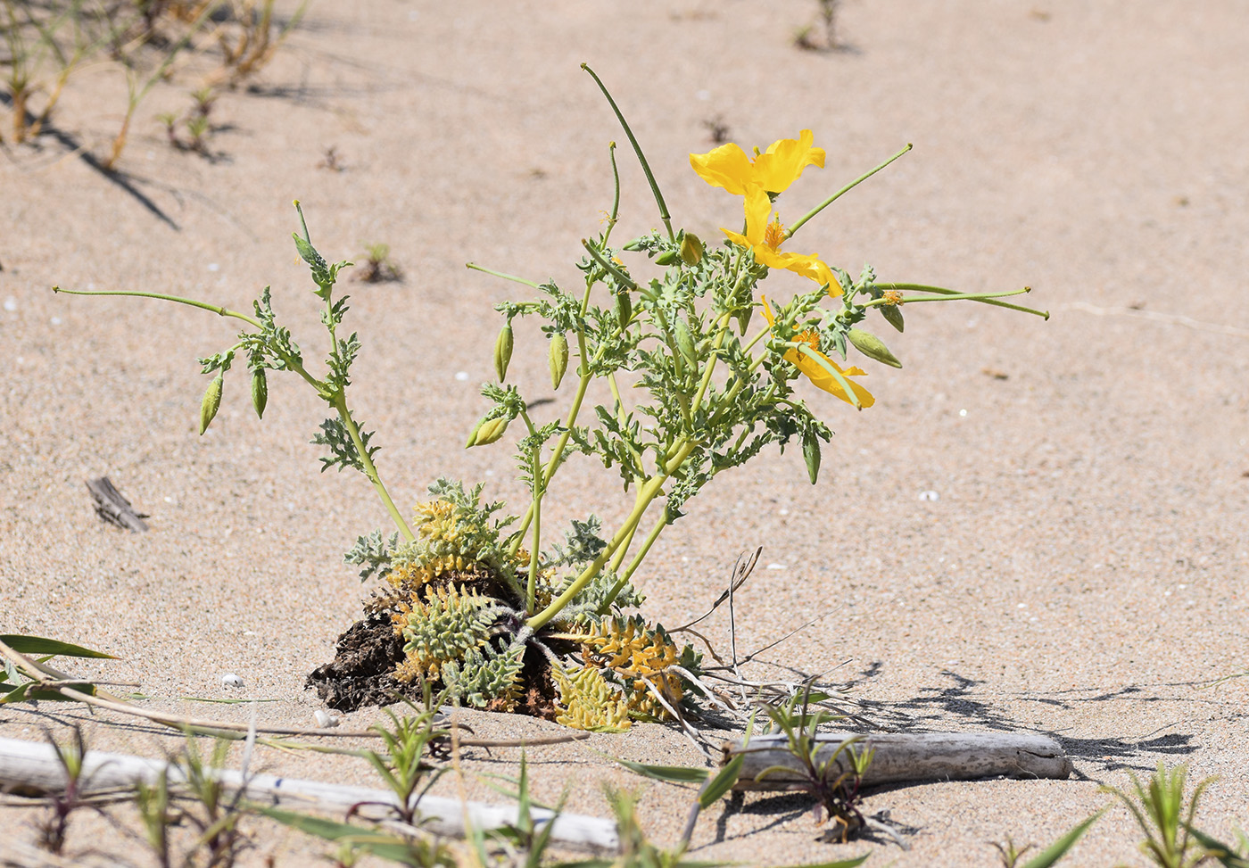 Image of Glaucium flavum specimen.